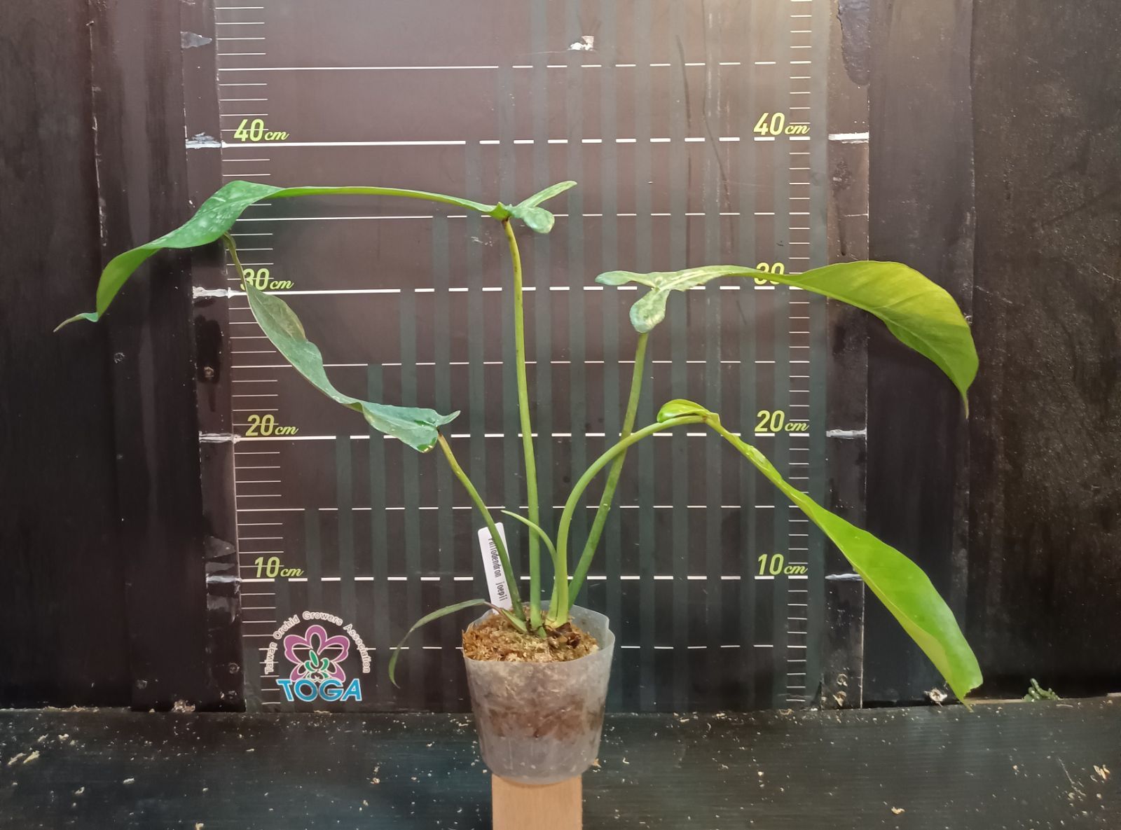 フィロデンドロン ジョーピー Philodendron joepii - メルカリ