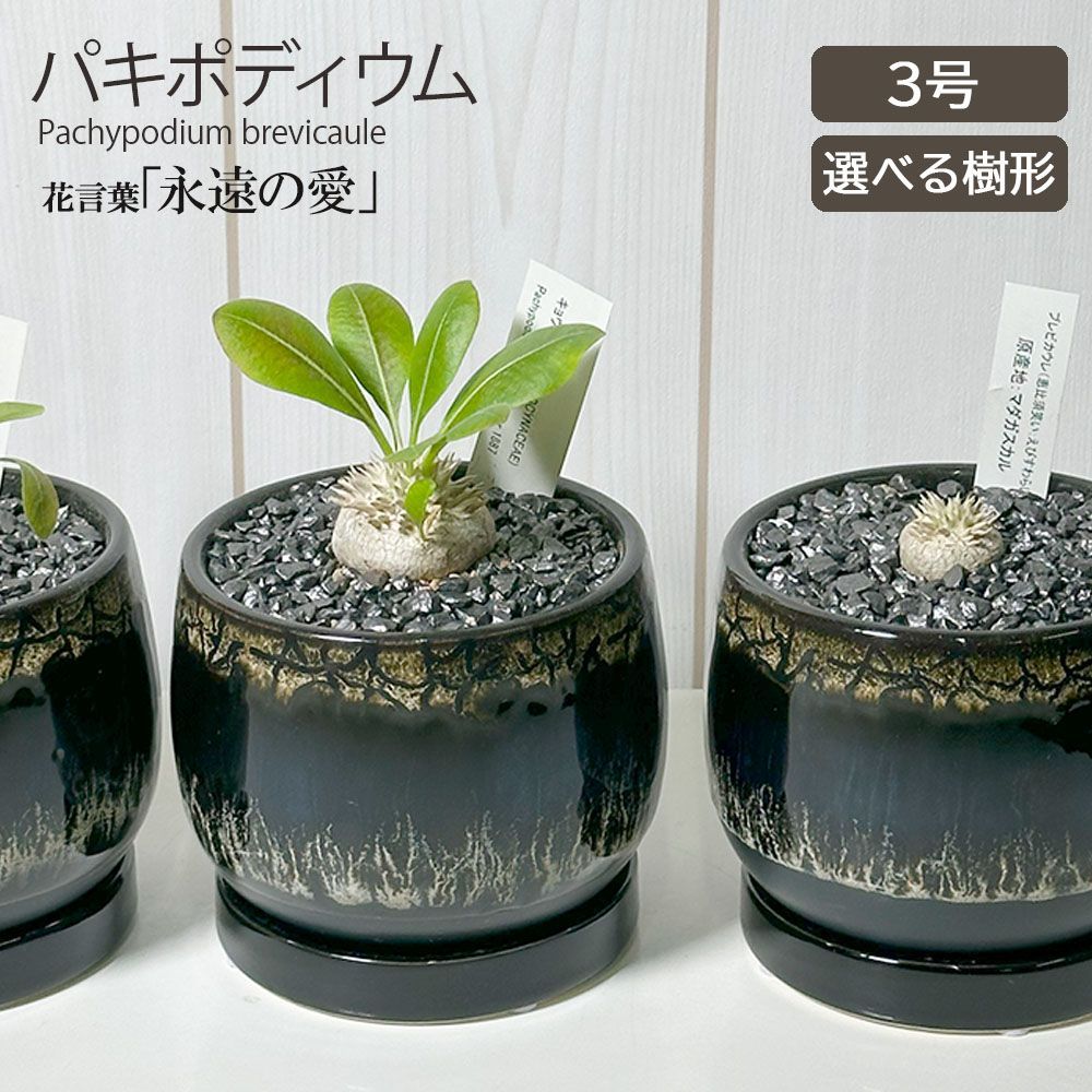 ポトス：テルノアマゾン 5号吊り鉢 の通販 | 園芸ネット 【現品・鉢