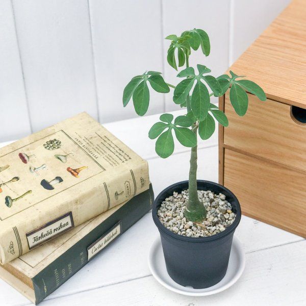 アデニア クラウカ 3号 アデニア グラウカ Adenia Glauca No.3