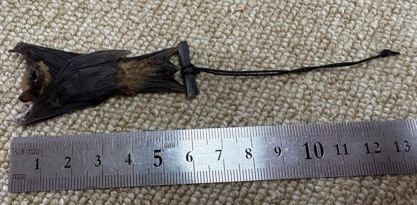 オオタケコウモリ（Greater bamboo bat）剥製標本 - メルカリ