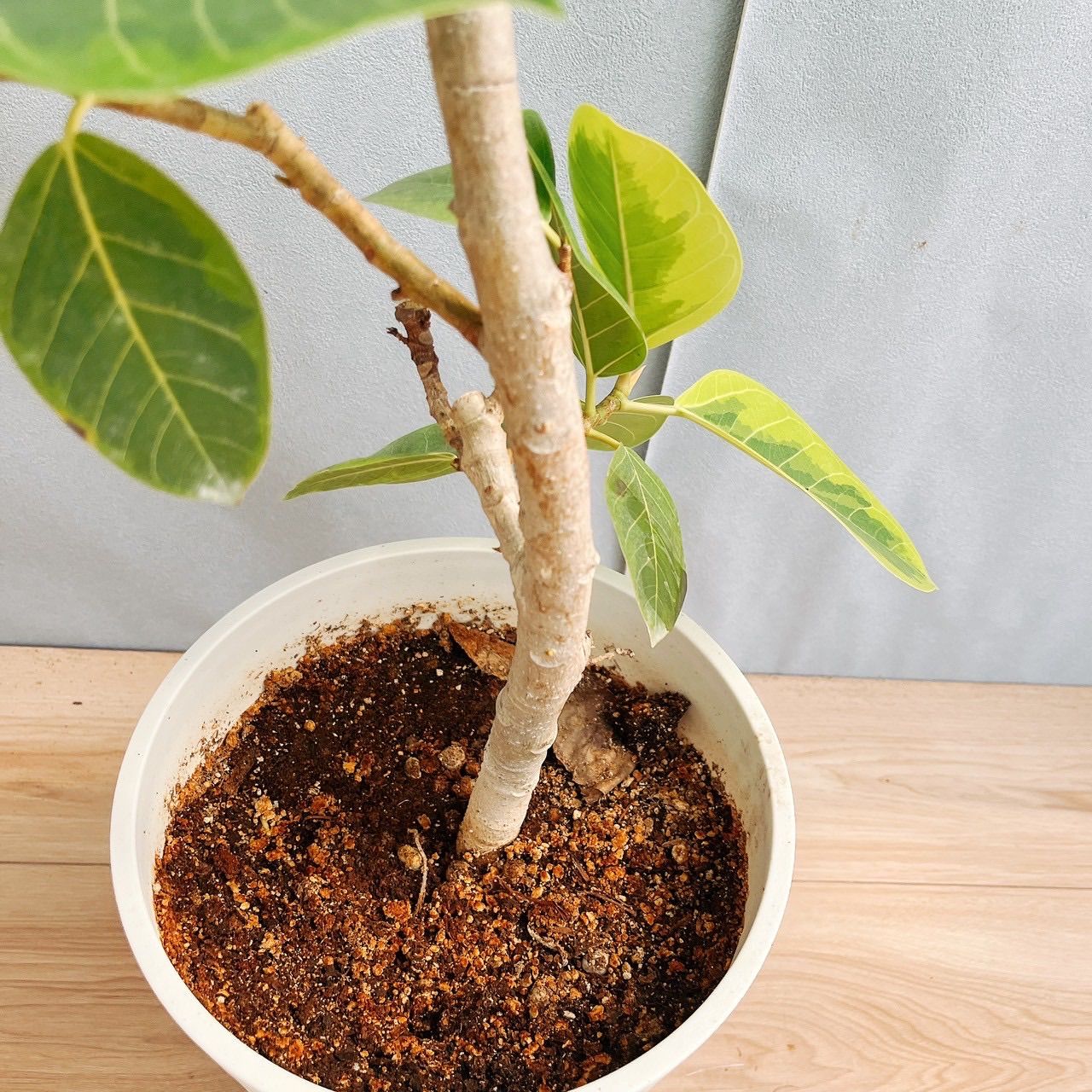 沖縄産❗️ フィカス　アルテシマ　曲がり ゴムの木　観葉植物 プレゼント 沖縄産❗️ フィカスアルテシマ曲がり ゴムの木観葉植物 プレゼント