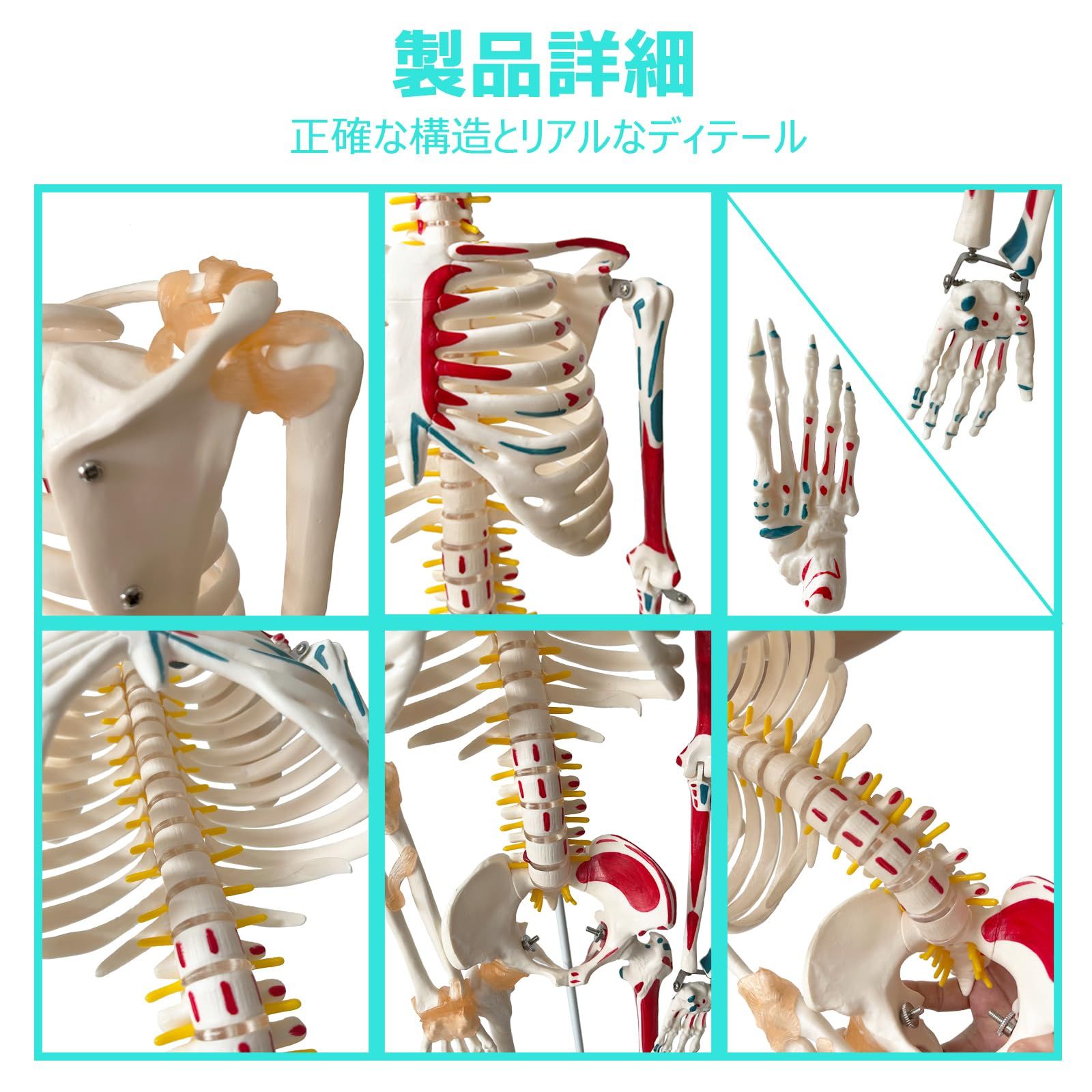 迅速発送】timiland 人体骨格模型 【サスペンションモデル 85cm