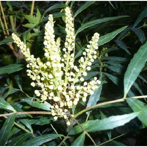 60本セット マホニア コンフューサ樹高0.3m前後15cmポット WWW_NOITHATQUANGTHANH_NET