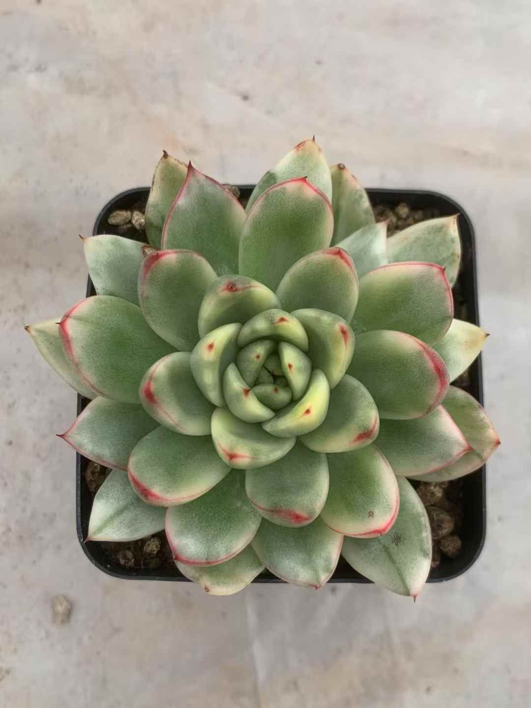 54株の抜き苗セット グリーンフラワー レッドエッジ 多肉植物 佐川急便発送 エケベリア 韓国苗 LX61