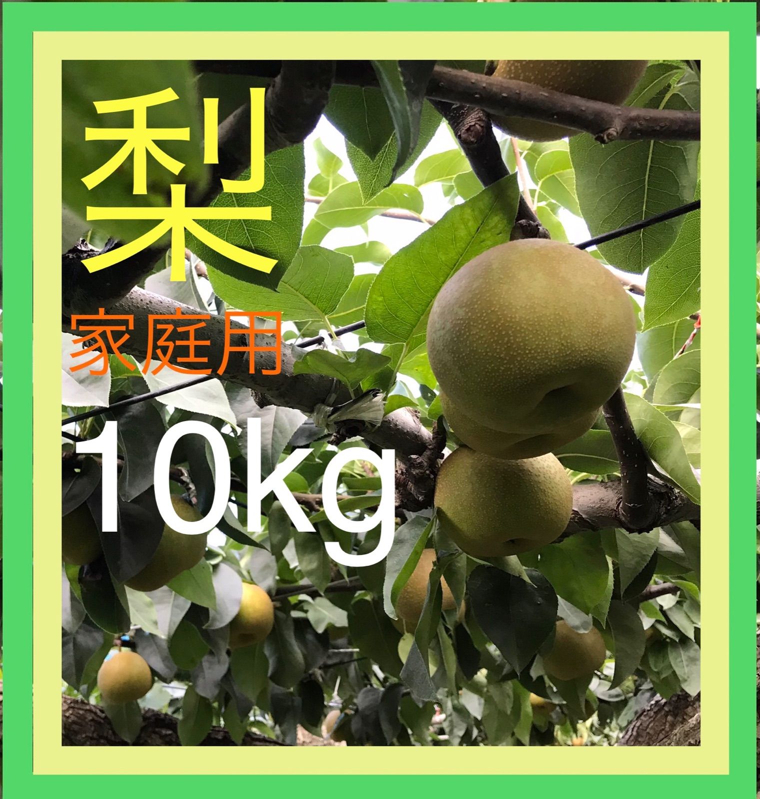 豊水 規格外 10kg +贈答品 - 果物