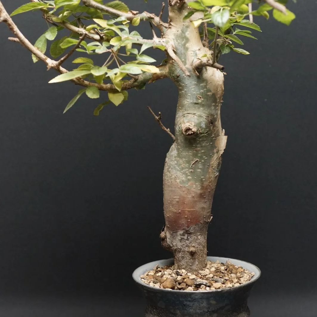 Commiphora holtziana