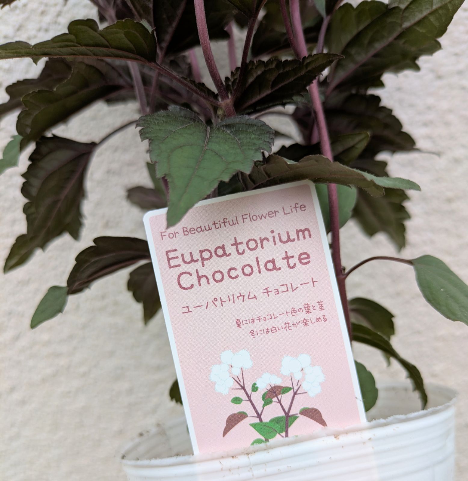 ラスト【超お買得6苗セット】ユーパトリウム 銅葉 チョコレート