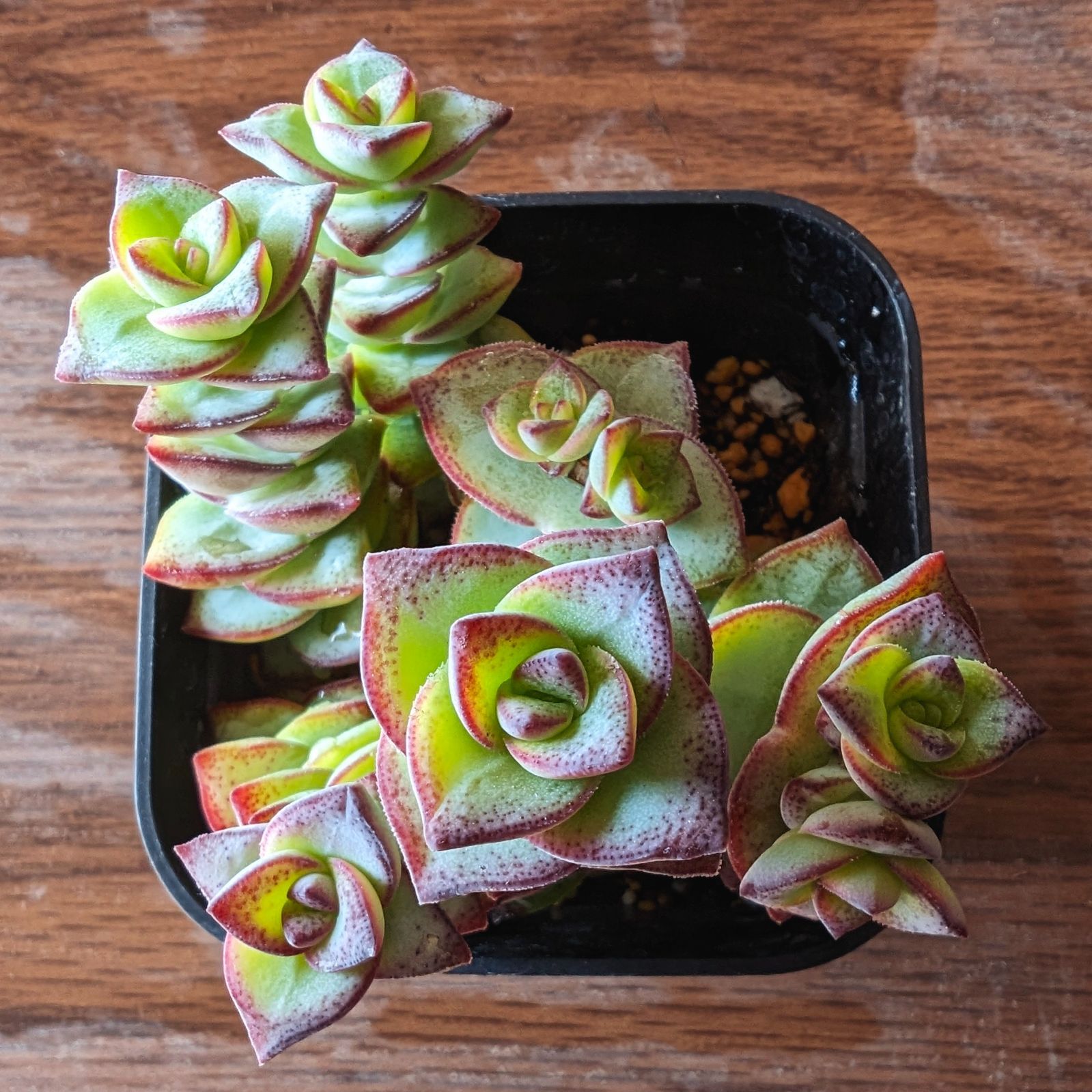 多肉植物　星美人　抜き苗 多肉植物星美人抜き苗