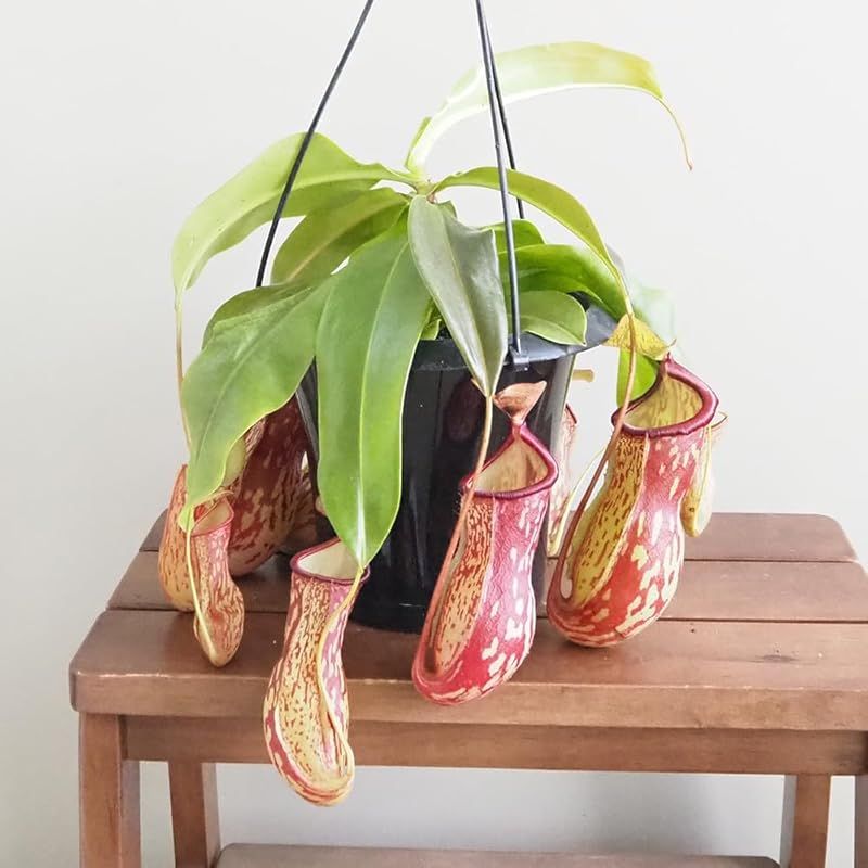 ＩＴＡＮＳＥ ネペンテス ガヤ 5号吊り鉢 1個売り 食虫植物 観葉植物 学名 Nepenthes Gaya 半耐寒性常緑多年草 原産地 東南アジア 別名 靫葛 ウツボカズラ とても丈夫で育てやすい交配種 捕虫袋は鮮やかな赤色 マキシマ由来の斑模様が