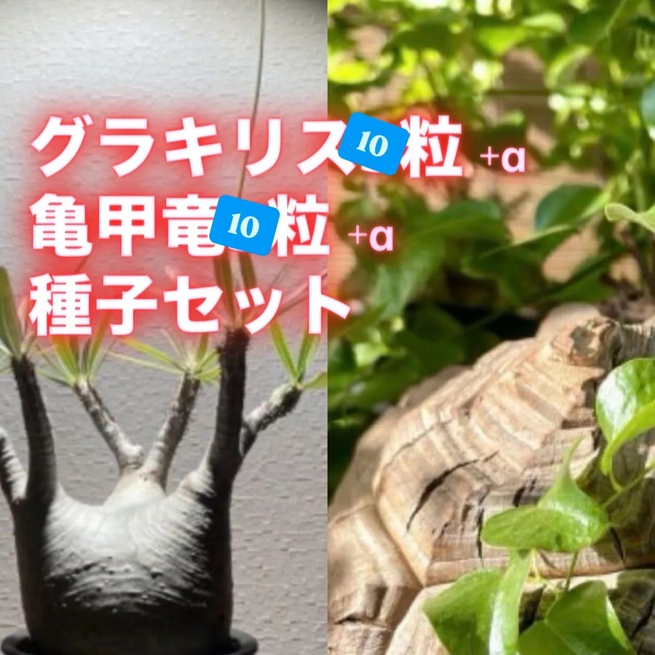 コーデックス種子セット グラキリス10 亀甲竜10 - メルカリ
