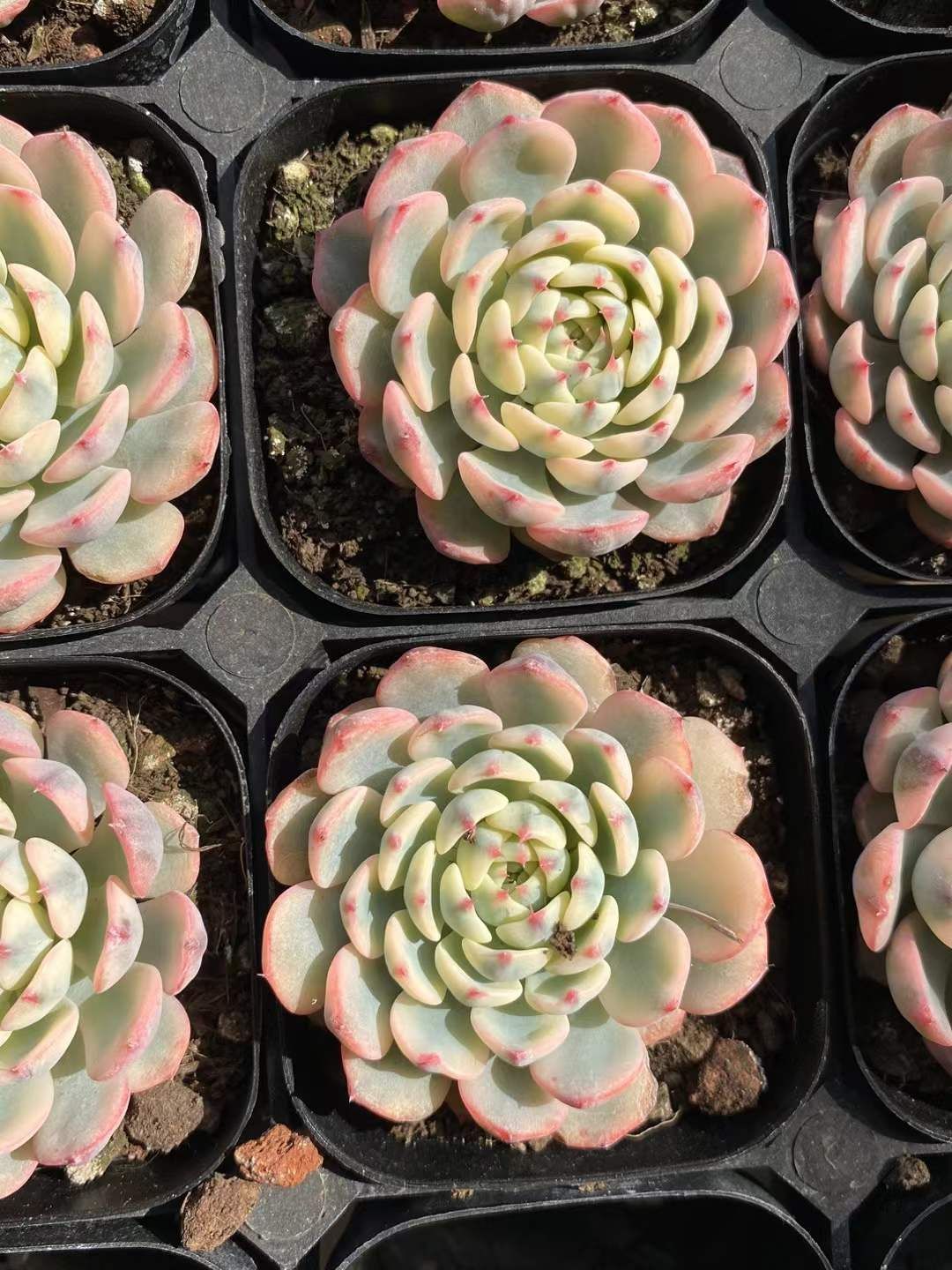 カ*す様 K1182　プロリフィカ　70株　多肉植物 抜き苗 エケベリア 韓国苗 カ*す様 K1182 プロリフィカ 70株 多肉植物 抜き苗 エケベリア 韓国苗