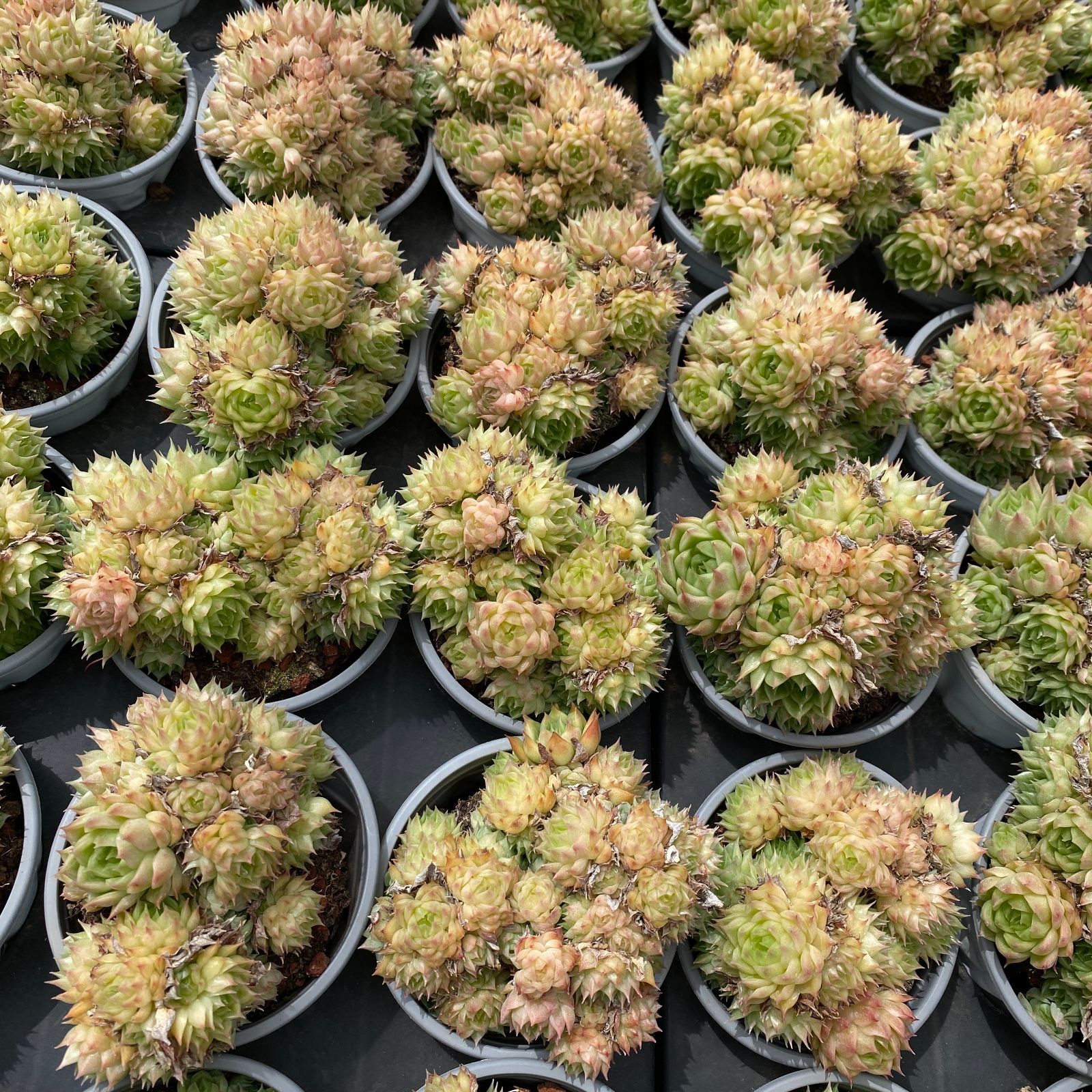 NGN1405×30 ハクトウスパークルムギワラ 抜き苗 多肉植物 アエオニウム エケベリア 韓国苗 YUZUMIYA_COM