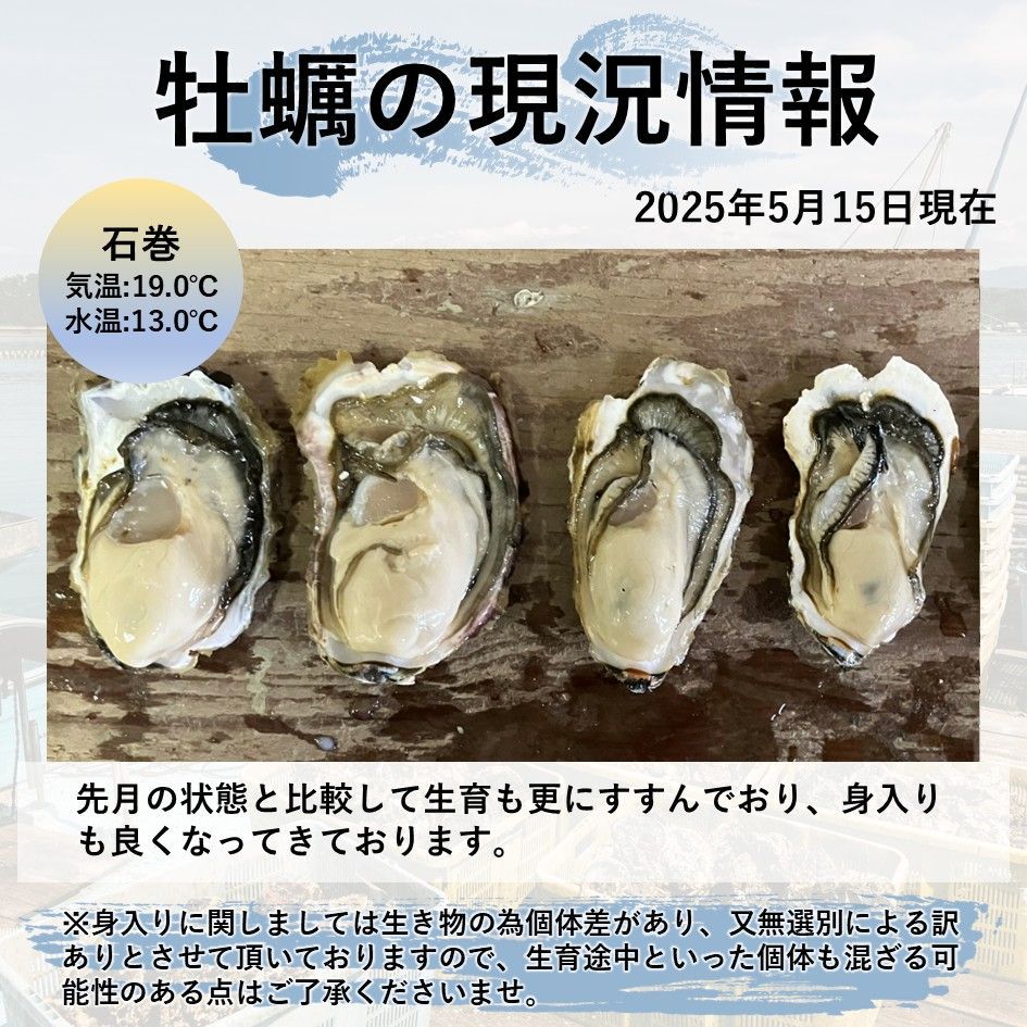 生食OK 三陸産 殻付き 生牡蠣 3kg 希少 数量限定 新鮮 宮城 石巻 鉄分 ミネラル豊富 希少 カキ バーベキュー 貝 魚介類 かき 贈答 パーティ 刺身 焼く 蒸す 揚げ 漬け カキフライ 鍋 栄養 海の幸 贈り物 牡蠣 母の日 父の日