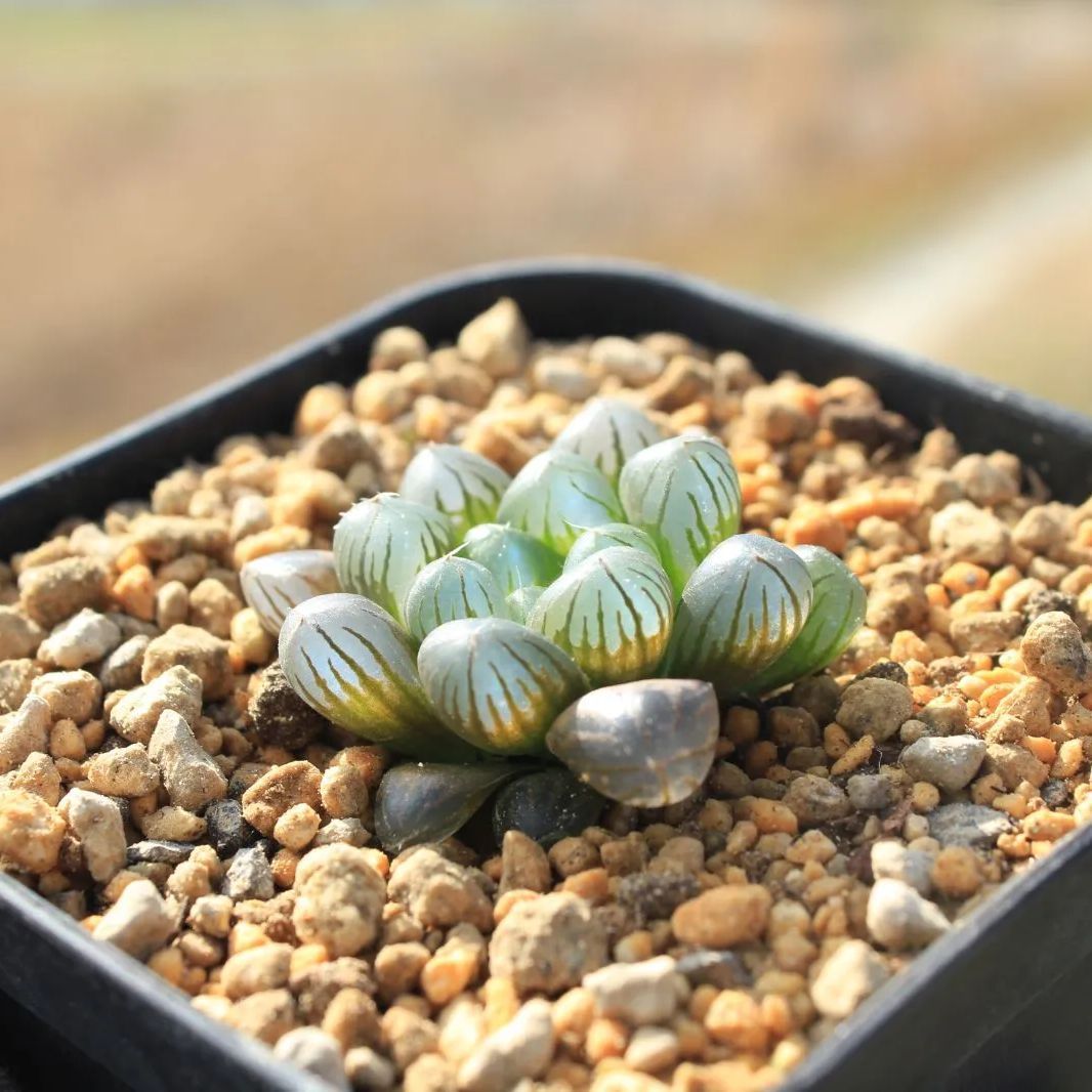 タイムセール多肉植物 ハオルチア 巨大紫窓 大紫水晶オブツーサ