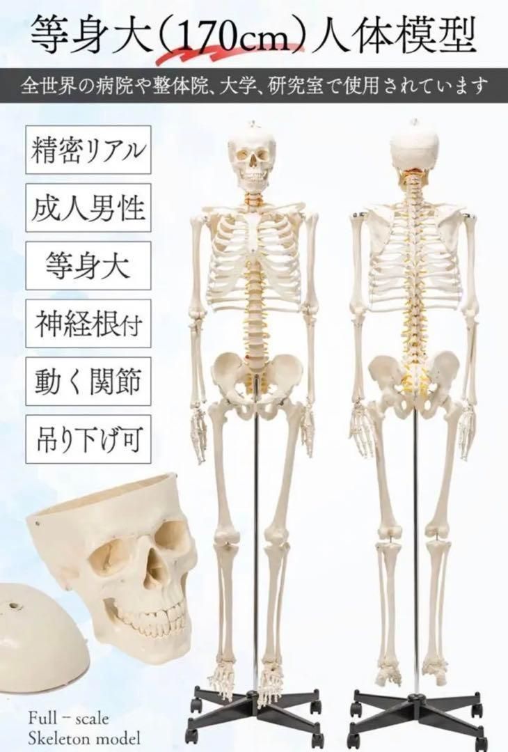 ⭐️新品⭐️等身大 人体模型 170cm神経根有り全身骨格模型 骨格 ⭐️新品⭐️等身大 人体模型 170cm神経根有り全身骨格模型 骨格