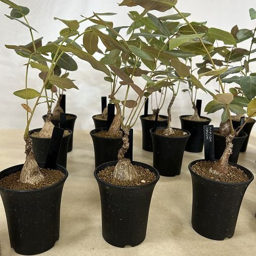 観葉植物 塊根植物 フィランサス ミラビリス 3号ロング鉢(個体おまかせ