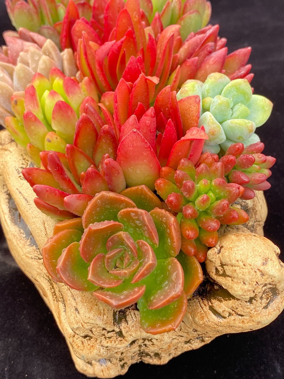 人気セール，低価 新入荷 ダフネ X383-1*15苗 多肉植物 カット苗