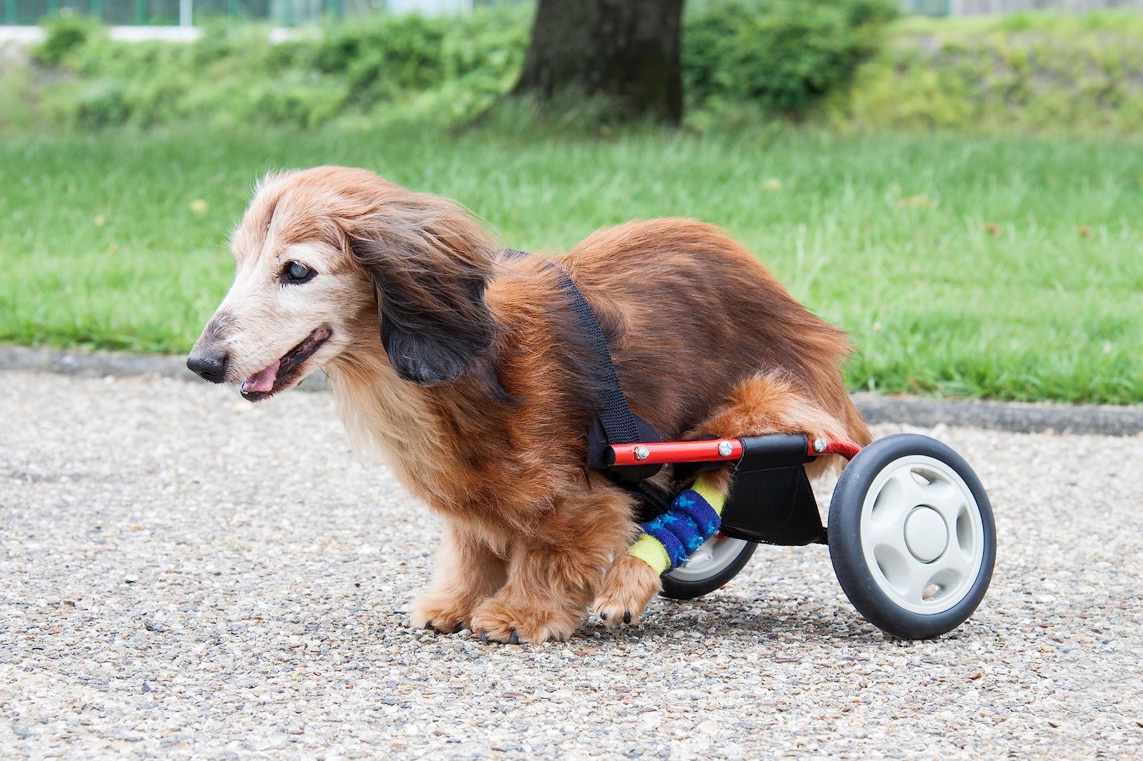 ドッグウォーカー 犬用車椅子 ミニチュアダックスフンド 専用 ドッグ