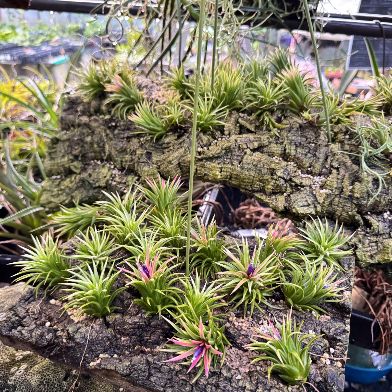 アルボマージナータ Tillandsia