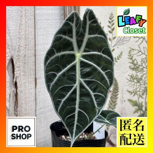 P*o様 速達アロカシアワトソニアナオーレアvar 斑入りアロイド観