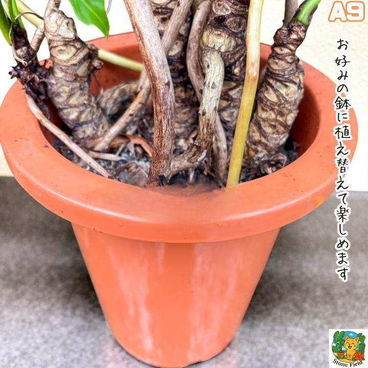 幹上がりが美しいフィロデンドロン・クッカバラA9・ 南国の雰囲気を