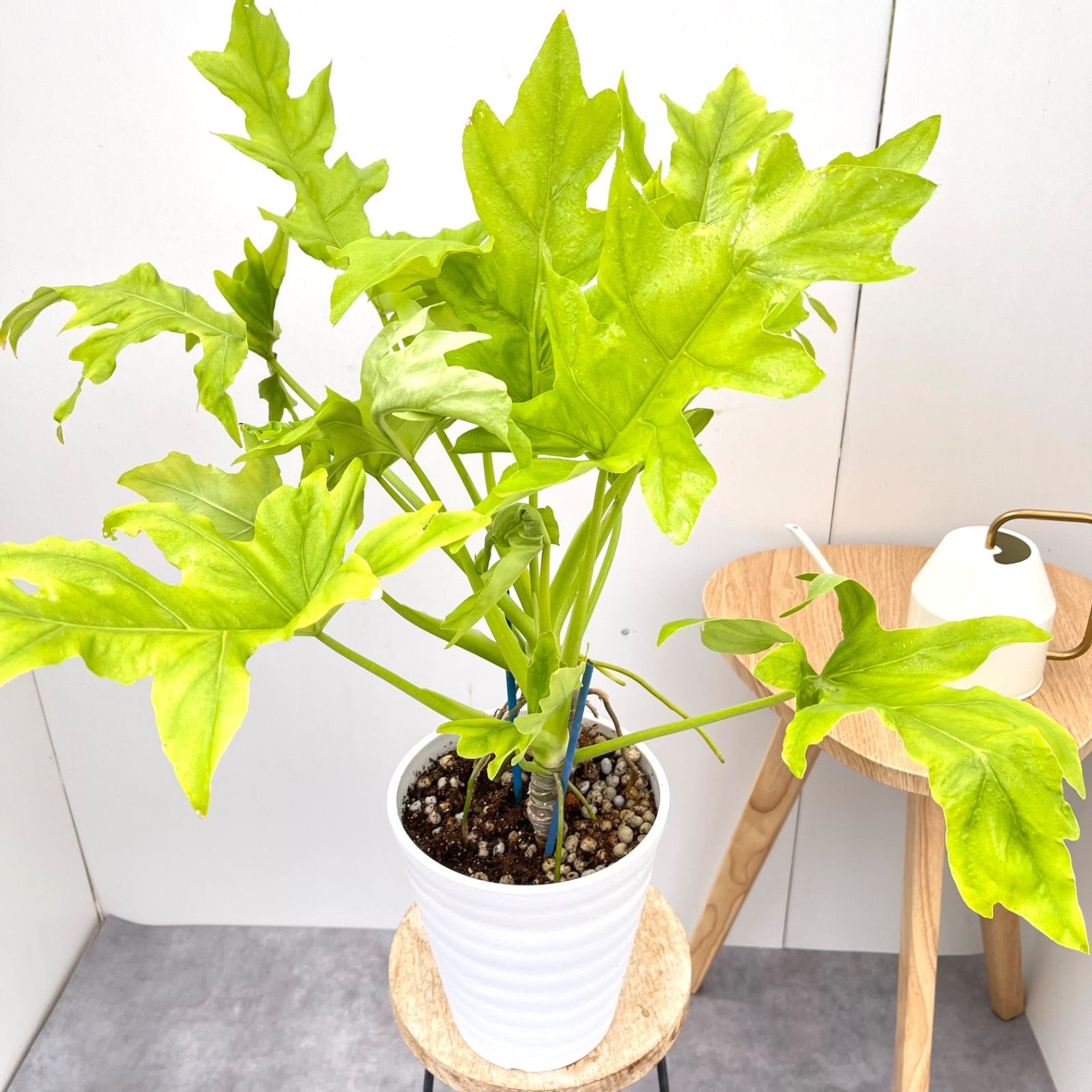 フィロデンドロン ゴールドリーフ ファイバー鉢 お皿付き