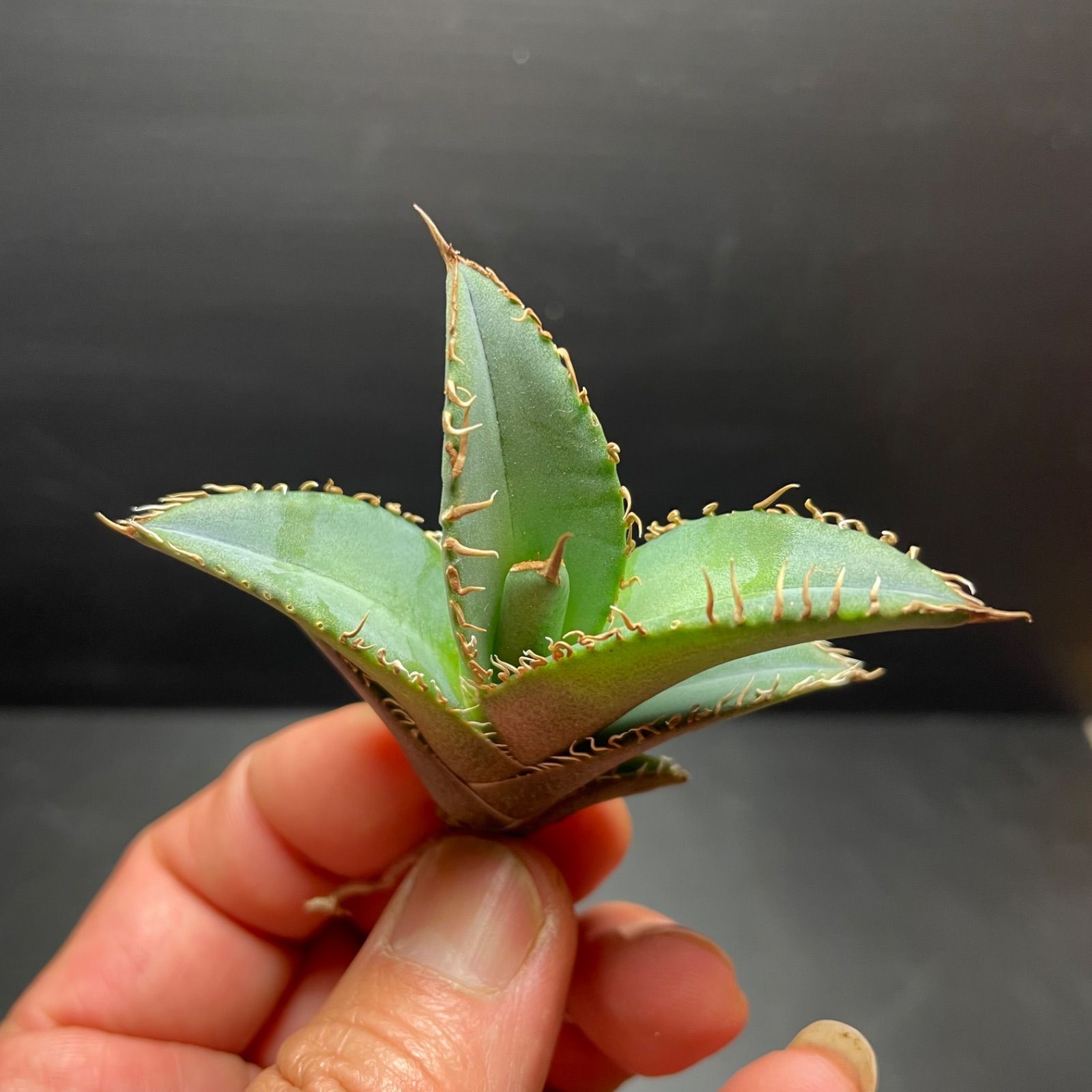 DP035 アガベオテロイ実生7株セット Agave Oteroi seeding - メルカリ