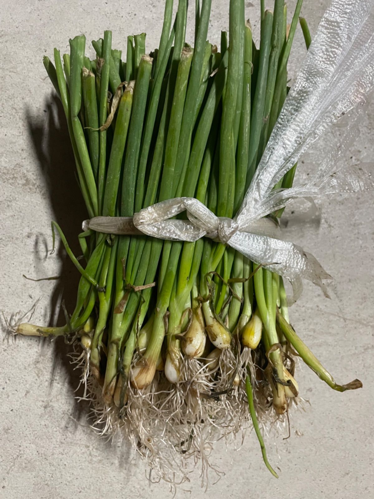 淡路島産玉ねぎ苗中手玉ねぎ500本