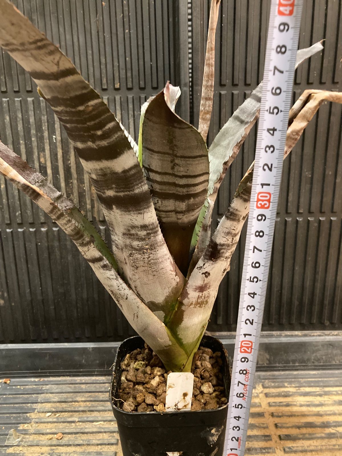 五彩織バスタオル 風の谷のナウシカ 専用 アニメージュとジブリ展 五彩織りバスタオル 風の谷のナウシカ