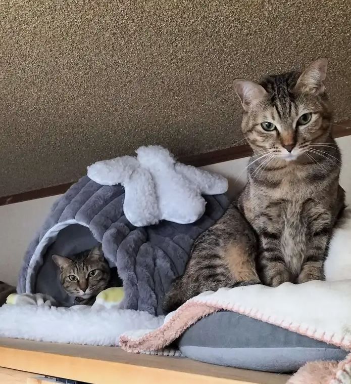小型犬猫用