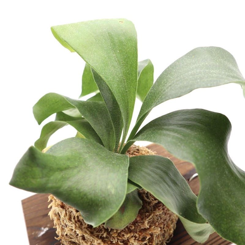 144ビカクシダ ヒリードラゴンP. hilliicv.Dragonコウモリラン - メルカリ