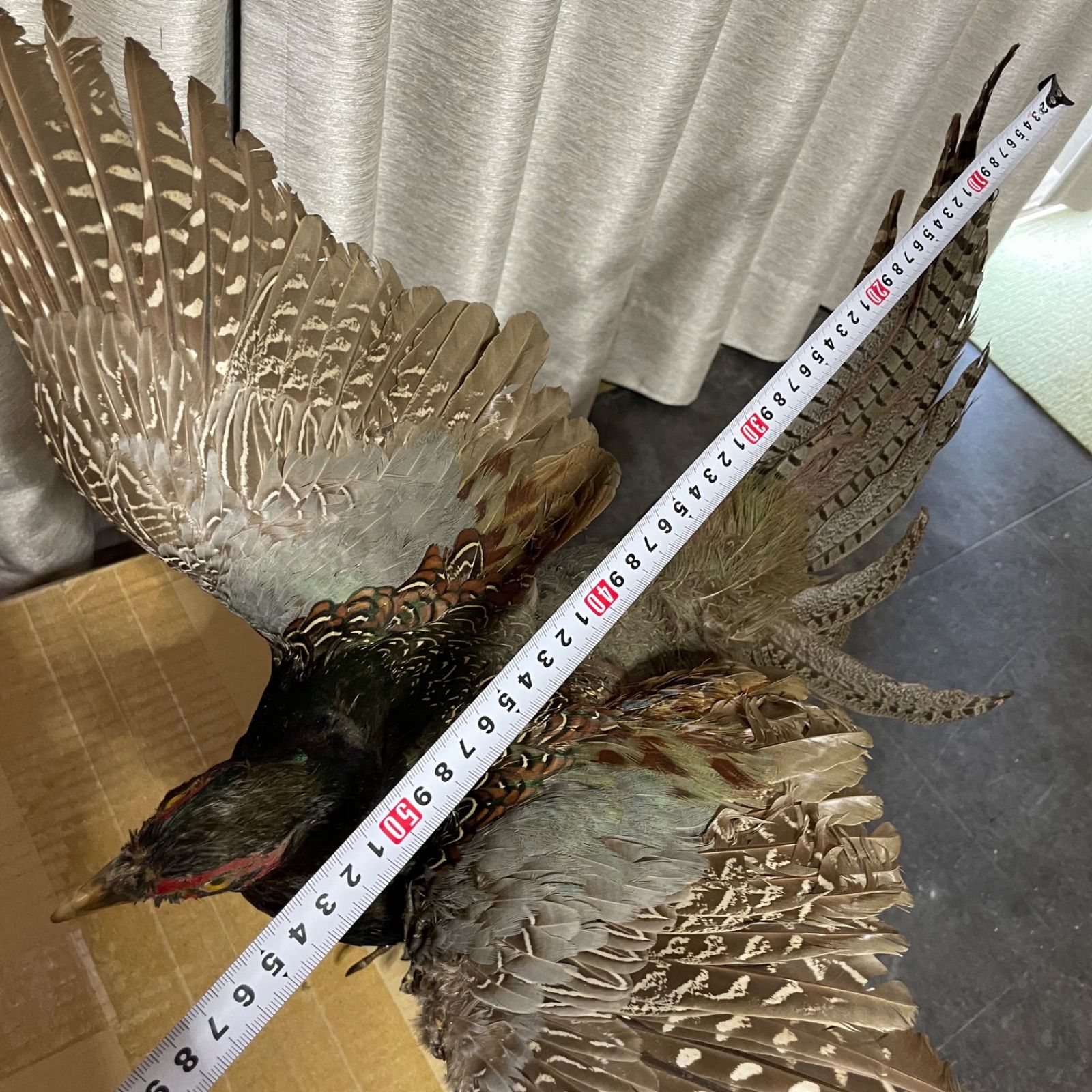 鳥 キジ オブジェ ♭ キジ 剥製 オブジェ ① - メルカリ