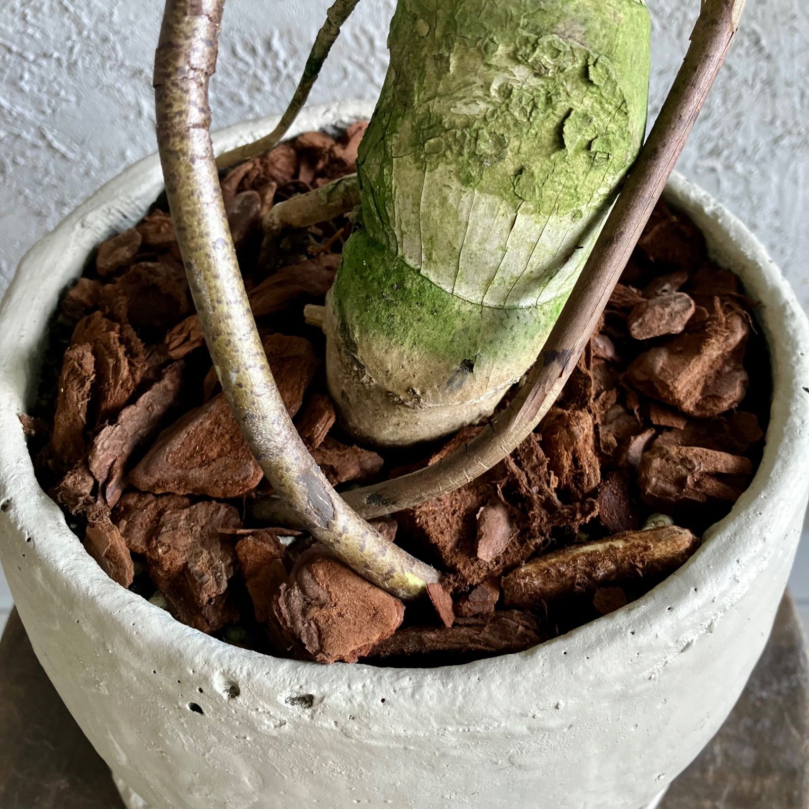 美形 根上がり モンステラ デリシオーサ 7号 テラコッタ性鉢植え