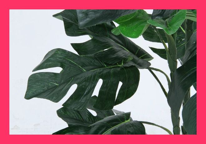 スプリット 32 スプリット 32 お部屋にグリーンの癒しを。水やりや おすすめ おしゃれ ★売れ筋★ 人気 8754007