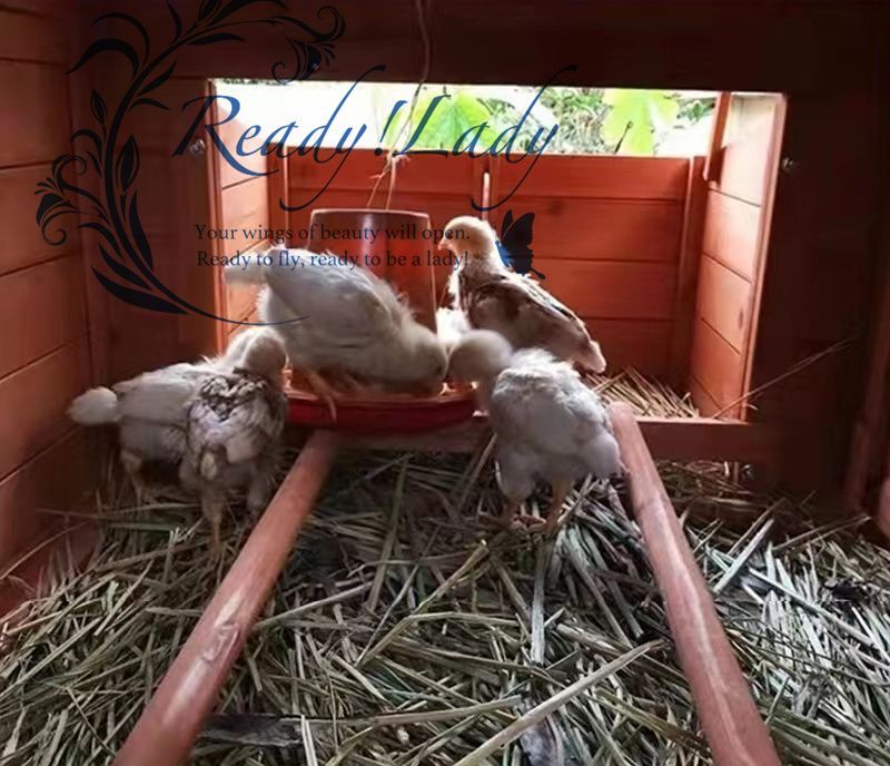 強くお勧め★飼育ケージ 小動物 室外 天然木製 飼育ゲージ にわとり 鳥かご  うさぎ小屋 鶏小屋 レース鳩 養鶏