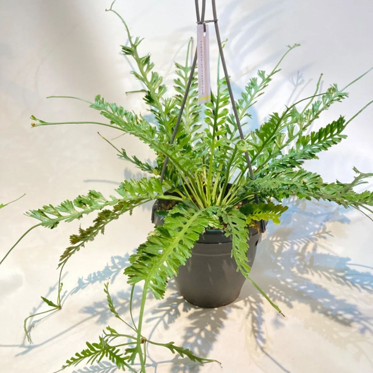 アスプレニウム　ケンゾイ　釣り鉢　おしゃれ　希少　7号 迫力あります アスプレニウム・ケンゾイ - メルカリ