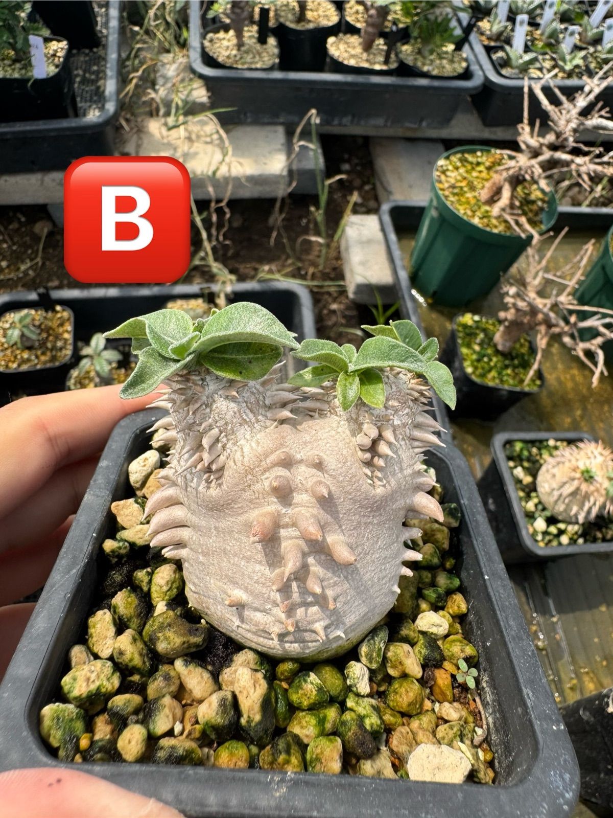 ⚠️ton様専用】パキポディウム デンシカウレ オンライン 恵比寿大黒9，A