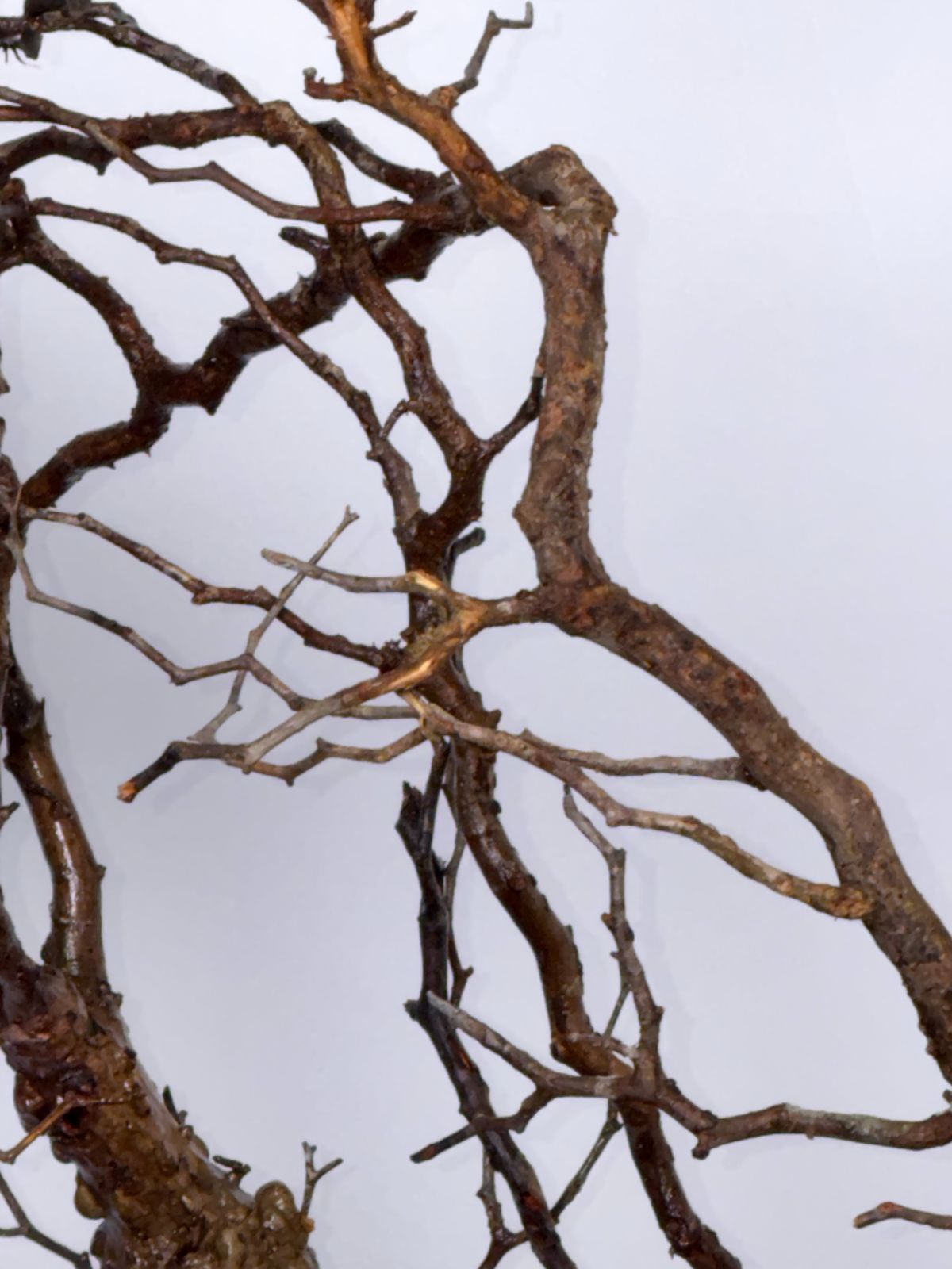 オクペリカリア パキプス ベアルート ミニプスカルスあり FP55 オペル