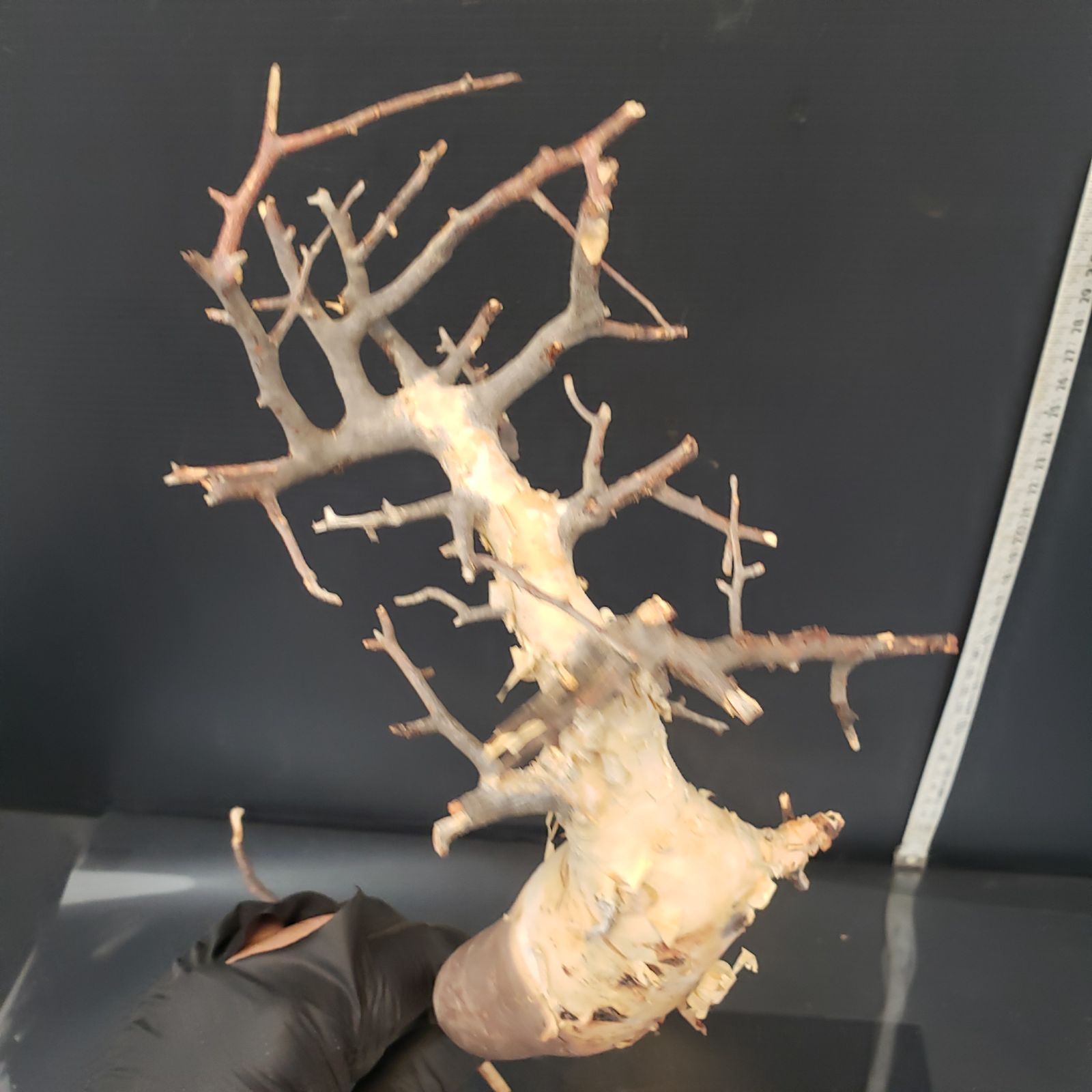 Z427 最新到着 Commiphora カタフピュア 現地球 抜き苗 灌木系 塊根植物 コミュフォラ カタフピュア