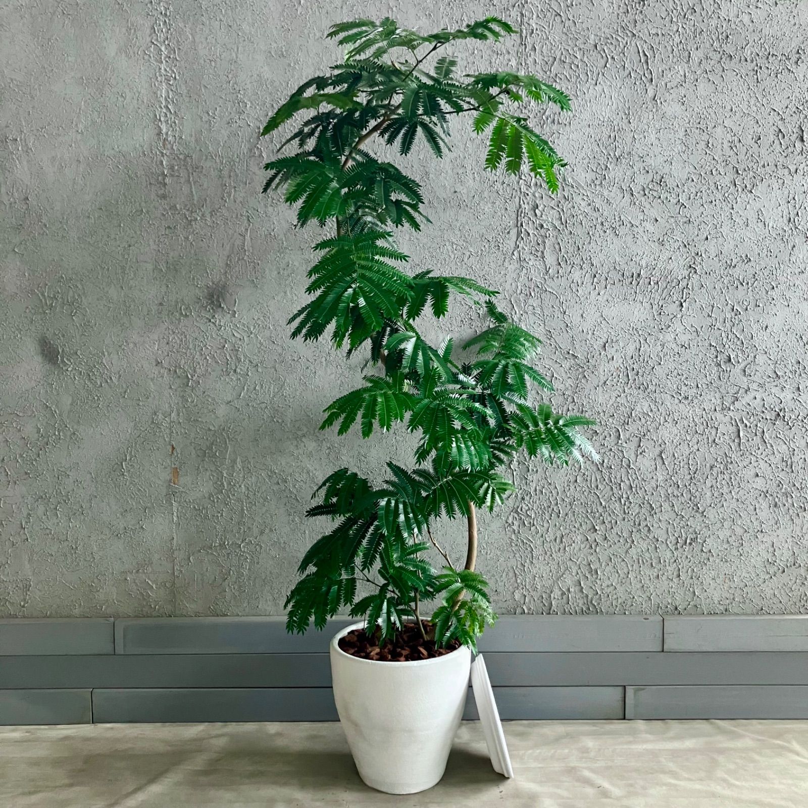 W最終値下素焼き植木鉢 15号‼️直径46cm 寄せ植え テラコッタ 昭和