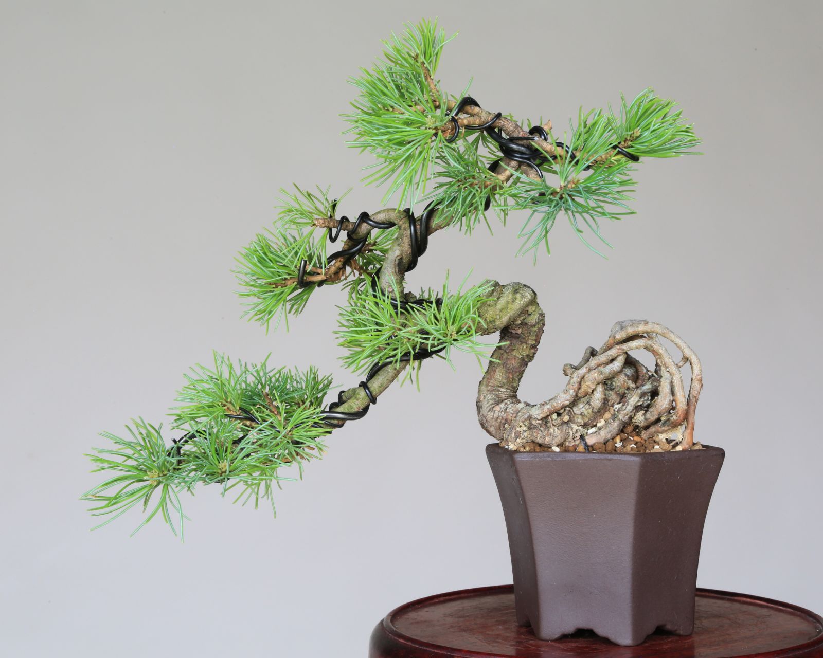 小品盆栽