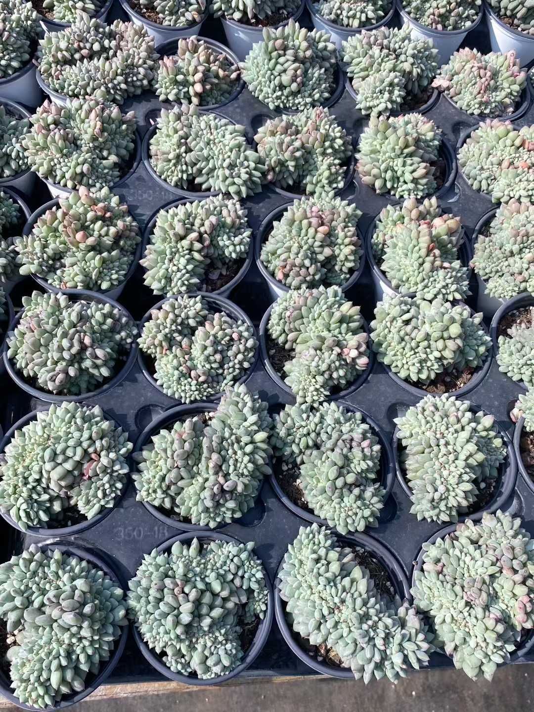 36株の抜き苗セット グリーンハニー缀化 多肉植物 佐川急便発送 エケベリア 韓国苗 MY366