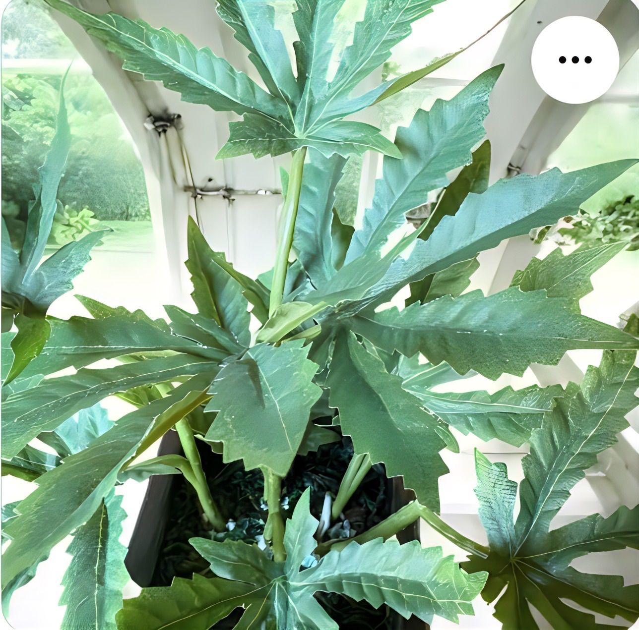 光触媒 フェイクグリーン マリファナ 人工観葉植物 大麻草 CBD2020