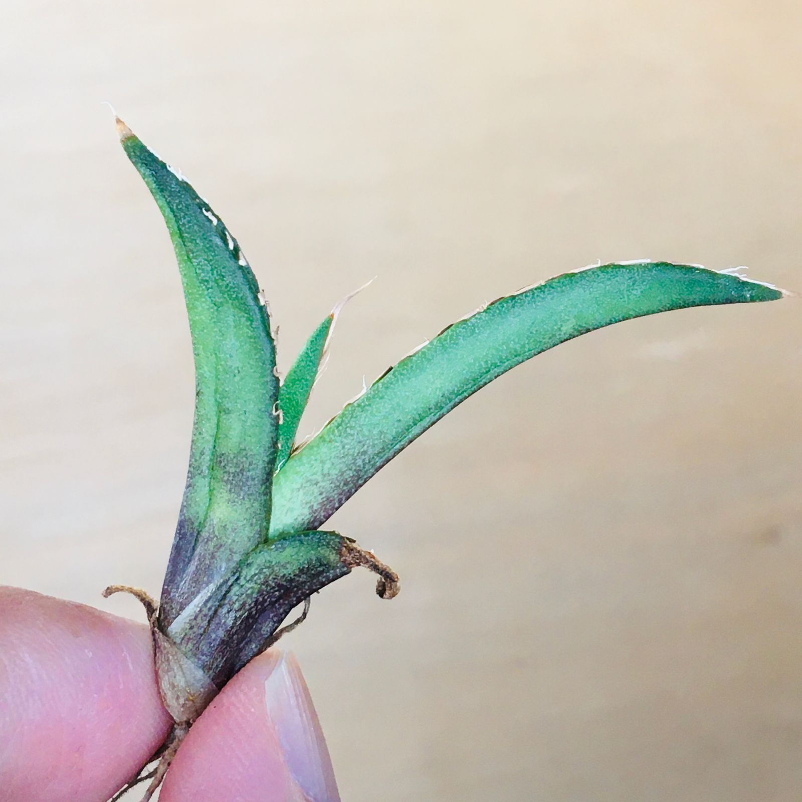 【人気商品】アガベ　サングロー&レッドキャトの2点セット！　安心メルカリ便 人気商品】アガベ サングロー&レッドキャトの2点セット！ 安心