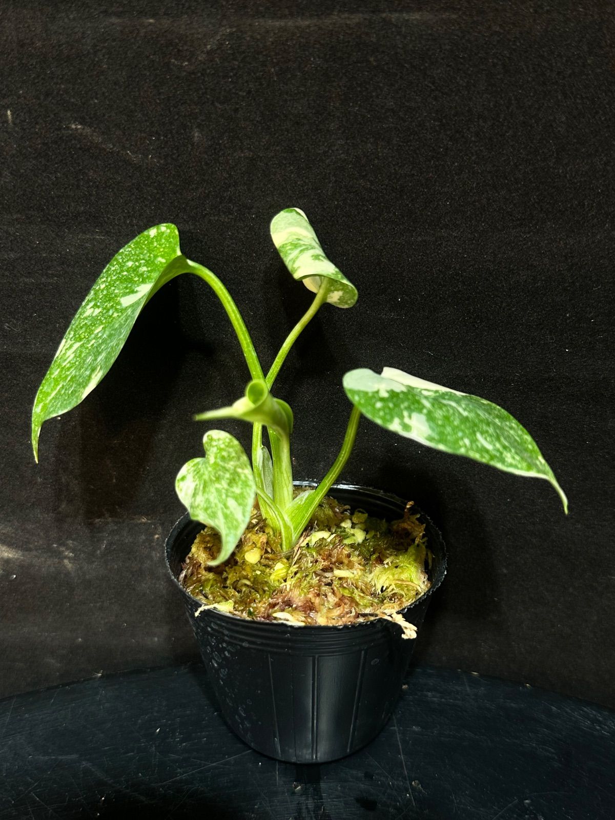 Monstera dericiosa platinum / モンステラデリシオーサプラチナム