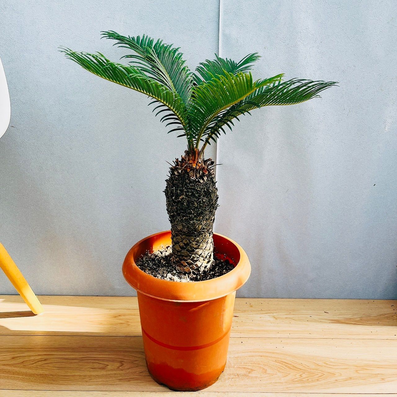 ［現品］33番　ソテツ　7号　蘇轍　観葉植物　プラスチック鉢　幹高 現品］33番 ソテツ 7号 蘇轍 観葉植物 プラスチック鉢 幹高 その他