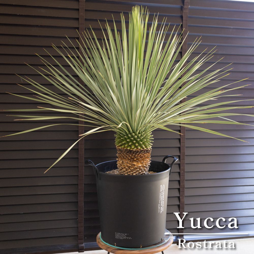 ユッカ ロストラータ 10号鉢つき 根上がり❗ 宝石のような観葉植物の