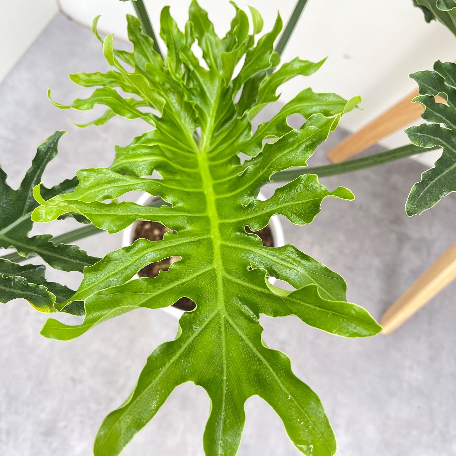 フィロデンドロン セローム 根上がり 6【現品】観葉植物 室内 大型