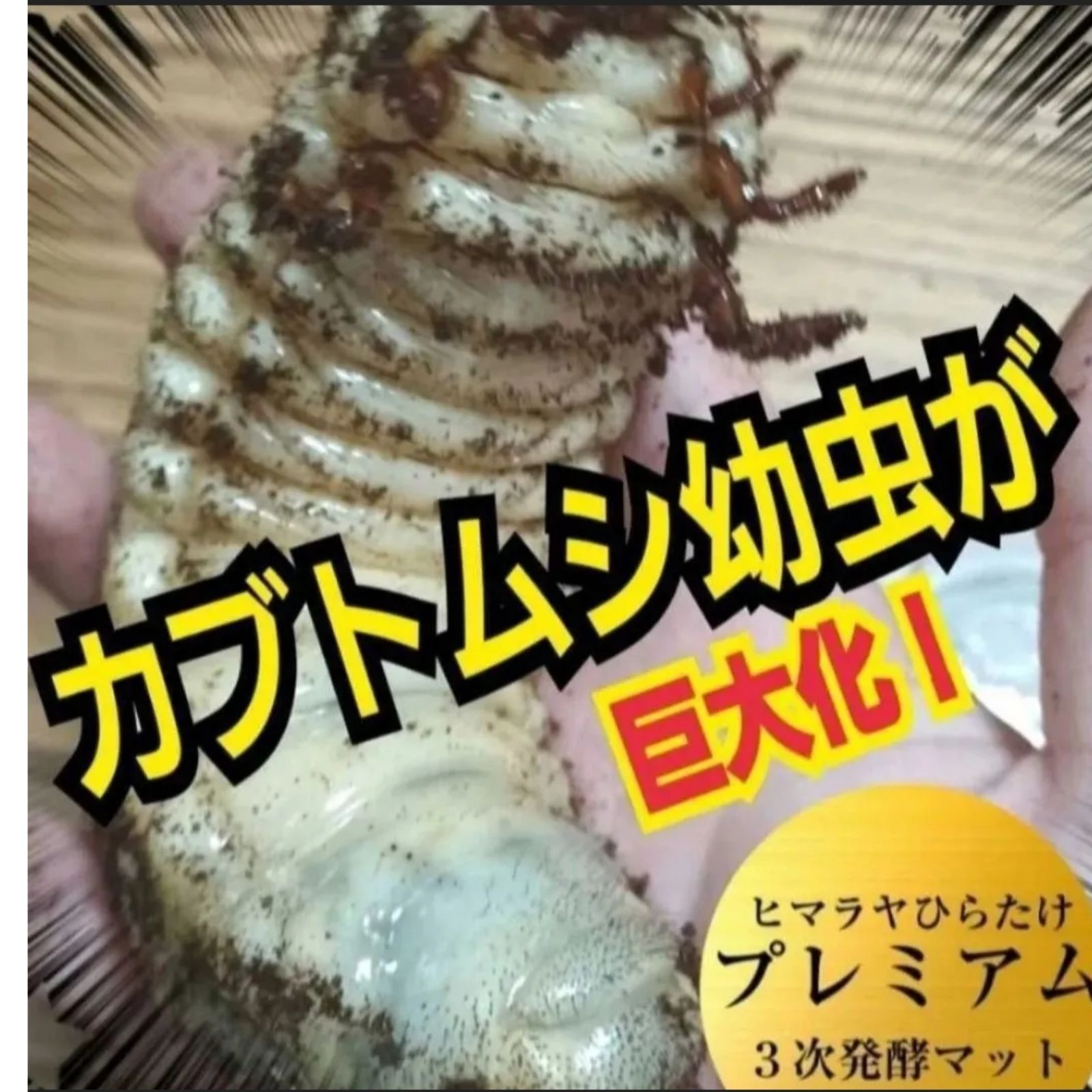 外国産カブトムシ幼虫が大きくなります！プレミアム3次発酵マット(60