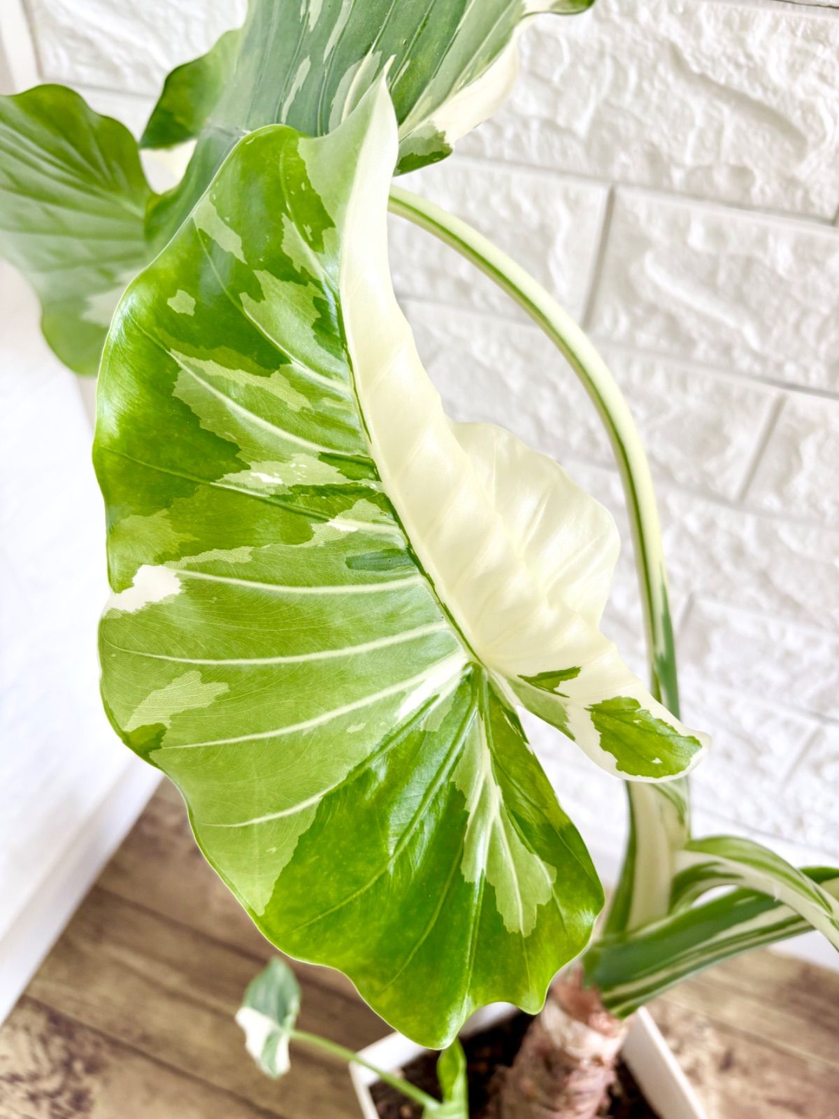 クワズイモ⭐️斑入り⭐️株立ち クワズイモ（斑入） 5号22-01 の通販 |